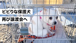 譲渡会を全力で頑張る、怖がりな保護犬。