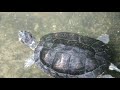 कछुए के बारे में कुछ महत्वपूर्ण जानकारी facts about turtle in hindi