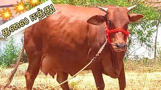 Best Quality Red Sindhi Cow for sales