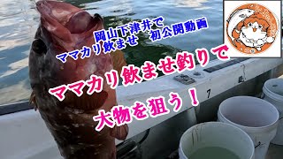 本邦初公開動画　新釣法ママカリ飲ませ釣り　下津井からこと丸＃飲ませ釣り＃アコラバ＃アコウ胴付き＃船釣り#fishing #釣り #ママカリサビキ