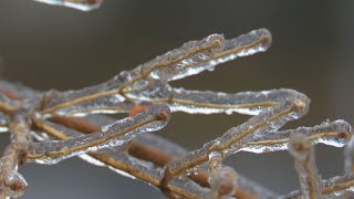 珍しく神秘的「雨氷」　雨の水滴が木に触れた瞬間に凍結　架線が凍り付き…各地で鉄道運休に