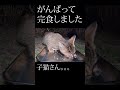 地域猫　お腹を空かせた公園地域猫さん達。hungry cats in the park.　vol.753