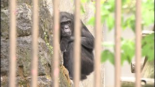 チンパンジー２頭が仲間入り　６年ぶりのオスで繁殖期待～福岡市動物園