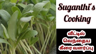 வீட்டில் வெந்தைய கீரை வளர்ப்பு | How to grow vindiya keeri at home | Suganthis Cooking