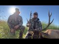 elk hunting alberta giant 46 days straight the elephant