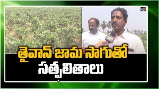 తైవాన్ జామ సాగుతో సత్ఫలితాలు: Cultivation Methods Of Taiwan Guava | Matti Manishi | 10TV News