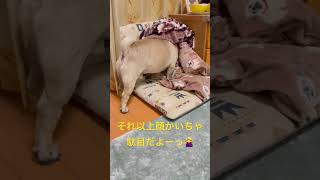 【パグ】お顔が痒い、、。#パグ #pug #shorts #日常 #癒し #犬のいる暮らし