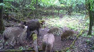 Esti csetepaté - vacsorához gyülekező népes vaddisznó konda - FORESTCAM LS-897 vadkamera felvétele