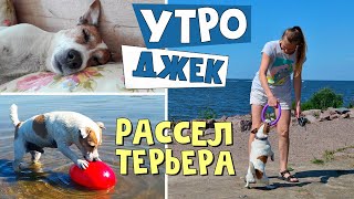 Самое обычное утро ДЖЕК РАССЕЛ ТЕРЬЕРА/Morning Jack Russell Terrier