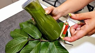 🟢 YOUR HAIR DOESN'T GROW? Try this TONIC WITH GUAVA LEAF today 😍