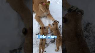 ママの元へ🏔️Can This LION CUB Climb the Rock?#shorts  #lion #baby