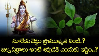 Lord Shiva Likes To Bilva Patra Leaves | Why is Bilva leaf offered to Lord Shiva? | Must Believe