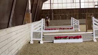 Beau Crevan - Short Stirrup Hunter Under Saddle