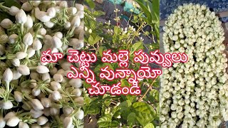 మా చెట్టు మల్లె పువ్వులు.jasmine flowers