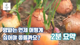 양파 심는 시기, 방법 간단하게 2분 요약