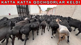 250-ta 11-oylik QOCHQORLAR KELDI