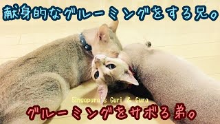 献身的なグルーミングをする兄。グルーミングをサボる弟。