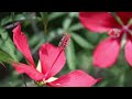 【夏の花】この夏 一番情熱的な花｜紅葉葵