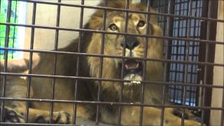 2014年8月2日 野毛山動物園 ライオン