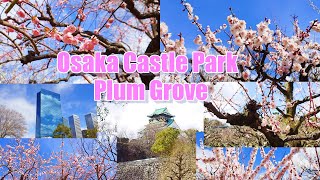 Osaka Castle Park, Japan - Plum Grove