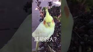 虎皮問玄鳳一道難題：什麼人最怕吃巧克力！#玄鳳鸚鵡#搞笑動物視頻#虎皮鸚鵡#腦筋急轉彎