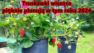 Truskawki wiszące pięknie plonują w tym roku 2024