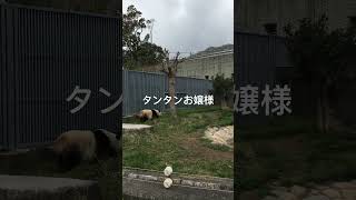 王子動物園のタンタンお嬢様