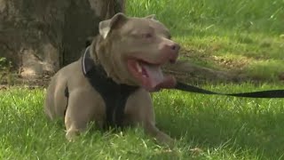 Dog trainer offers free classes to all Detroit pit bull owners