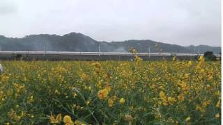 西湖鄉四湖村花海旁賞高鐵