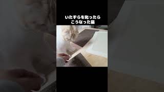 イタズラを叱ったら猫がこうなった#shorts