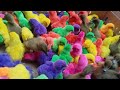 very funny! This little duck is playing with colorful balls ( part 731 ) 🦆🦆🦆🦆🐣🐣