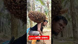 প্রায় ১০০ কেজি ওজনের একটি ফল কিভাবে উঠাতে হয়।#viralshort#palm#malaysia#palmgarden#workingtime#