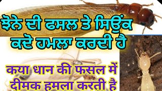 Termite infection in paddy (ਝੋਨੇ ਵਿੱਚ ਸਿਉਂਕ ਦਾ ਹਮਲਾ ?)