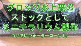 ミニテラリウム製作　グロッソとウォーターローン