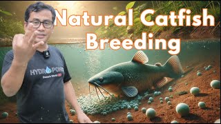 Natural Catfish Breeding: Proven Methods for Success