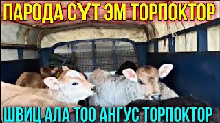 СҮТ ЭМ ТОРПОКТОР ЖОЛГО ЧЫКТЫ КИМ СУРАДЫ ЭЛЕ 💥💥 #байтв