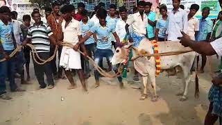 Eruthattam(எருதாட்டம்) in Valaiyathur Village