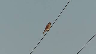 Kestrel on high wire