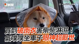 買到破雨衣害柴柴淋濕！氣噗噗坐車子超厭世🤣｜寵物動物｜柴犬｜狗狗