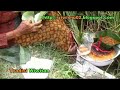 doa u0026 prosesi tradisi wiwitan upacara adat jawa panen padi paddy harvest ritual hd