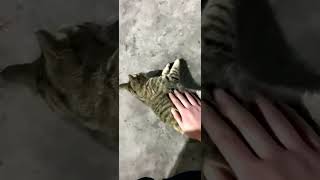 猫咪 很小的时候捡的流浪猫，养了半年了，猫也大了，目前放养，不会乱跑这种猫才叫乖猫