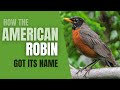 How The American Robin Got Its Name