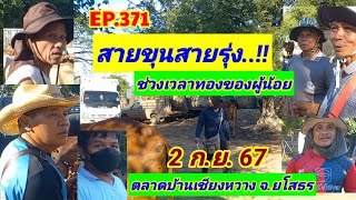 EP.371 ราคาวัววันนี้ 2 ก.ย. 67 จลาดนัดยามแลงบ้านเชียงหวาง จ.ยโสธร