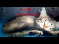 АСМР мурчание кошечки.Мурлыканье.ASMR purring kitties.Purr.