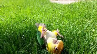 Mango the Caique parrot rolls around in the grass like a dog.