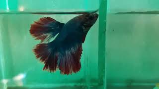 betta fish farm   O2 aquatics   kolathur fish market