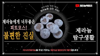 제라늄에게 좋은 피트모스의 불편한 진실