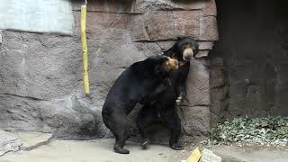 マレーグマのマーズとマーサ / 天王寺動物園