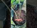 cara menanam seledri tanpa semai berkebun urbanfarming tipsberkebun petanimilenial