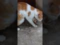 Playing kitty